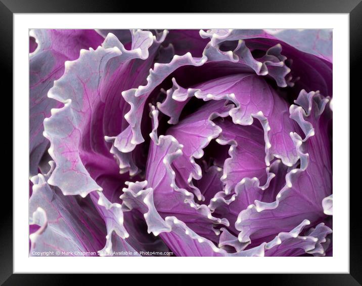 Abstract closeup of ornamental kale cabbage brassica leaves Framed Mounted Print by Photimageon UK