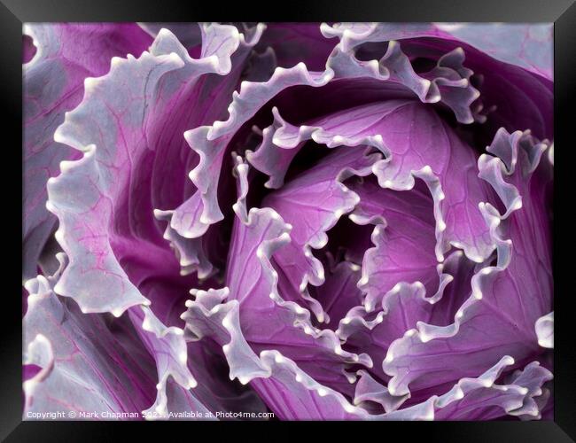 Abstract closeup of ornamental kale cabbage brassica leaves Framed Print by Photimageon UK