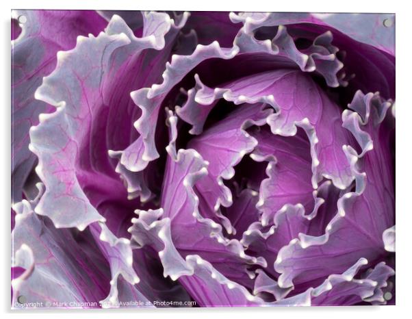 Abstract closeup of ornamental kale cabbage brassica leaves Acrylic by Photimageon UK