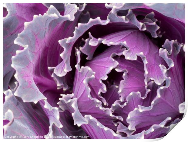 Abstract closeup of ornamental kale cabbage brassica leaves Print by Photimageon UK