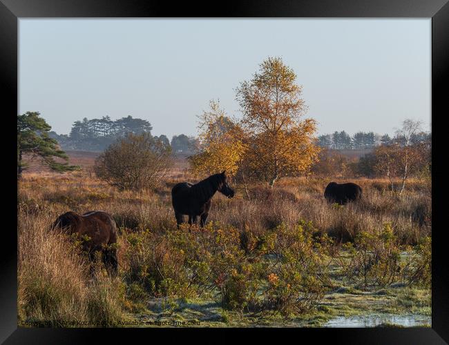 Wild Ponies Framed Print by Ariel Kozak