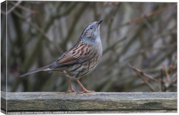 Serene Dunnock in Majestic Environment Canvas Print by Simon Marlow