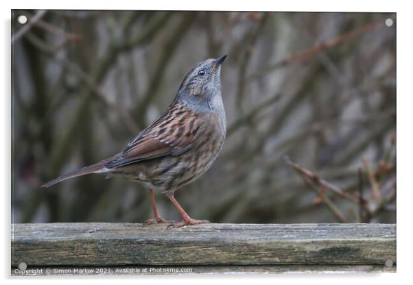 Serene Dunnock in Majestic Environment Acrylic by Simon Marlow