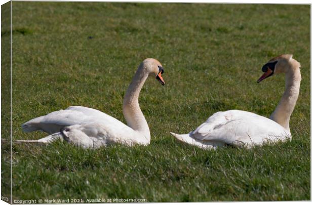 Two Swan Resting. Canvas Print by Mark Ward