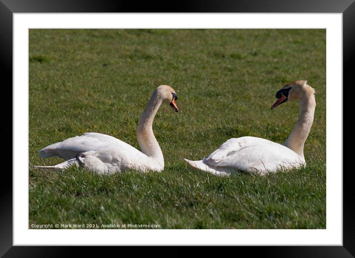 Two Swan Resting. Framed Mounted Print by Mark Ward