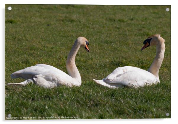 Two Swan Resting. Acrylic by Mark Ward