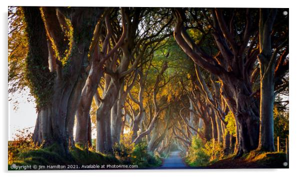 The Dark Hedges Northern Ireland Acrylic by jim Hamilton