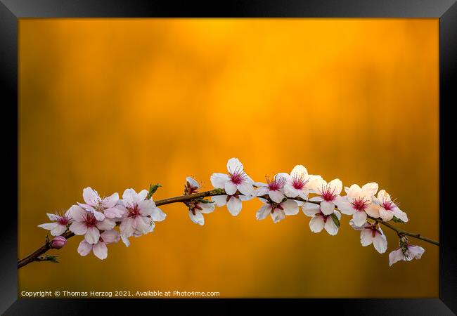 Almond blossoms Framed Print by Thomas Herzog