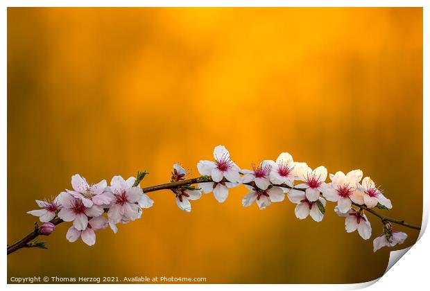 Almond blossoms Print by Thomas Herzog