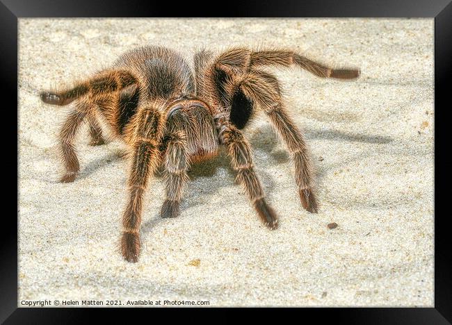 A close up of a Tarantula spider in the sand Framed Print by Helkoryo Photography