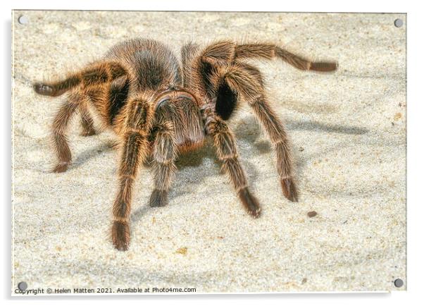 A close up of a Tarantula spider in the sand Acrylic by Helkoryo Photography