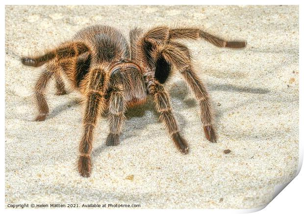 A close up of a Tarantula spider in the sand Print by Helkoryo Photography