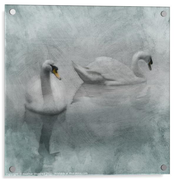 Beautiful Swans Acrylic by Heather Sheldrick