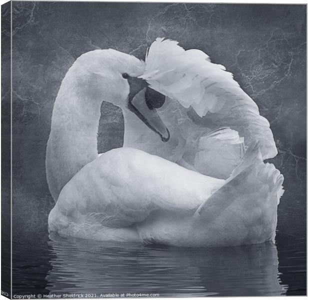 The Shy Swan Canvas Print by Heather Sheldrick
