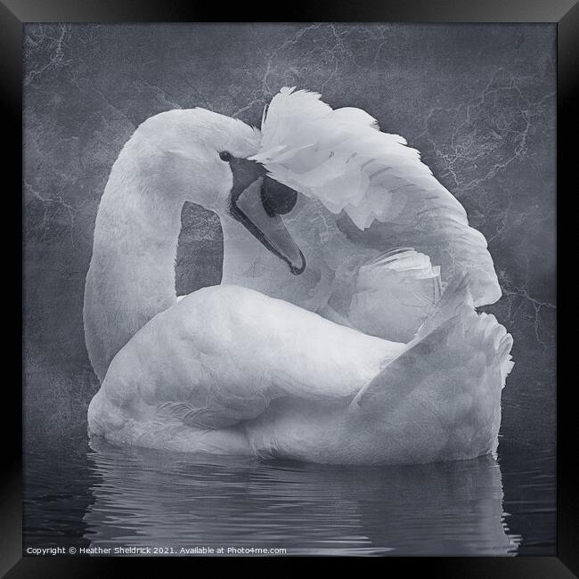 The Shy Swan Framed Print by Heather Sheldrick