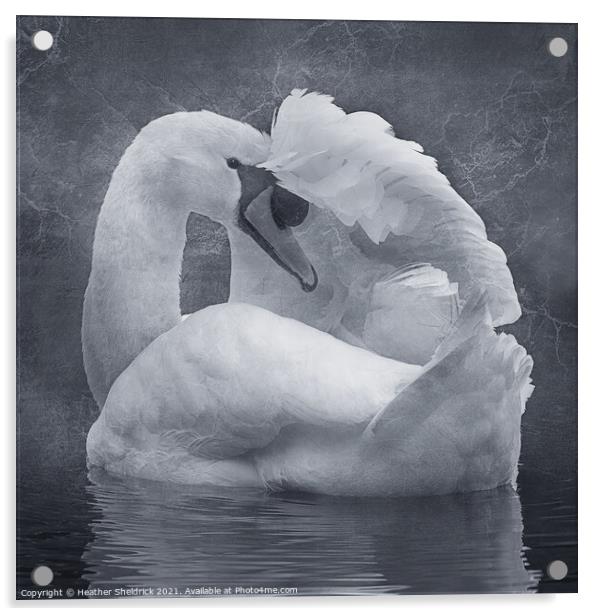 The Shy Swan Acrylic by Heather Sheldrick