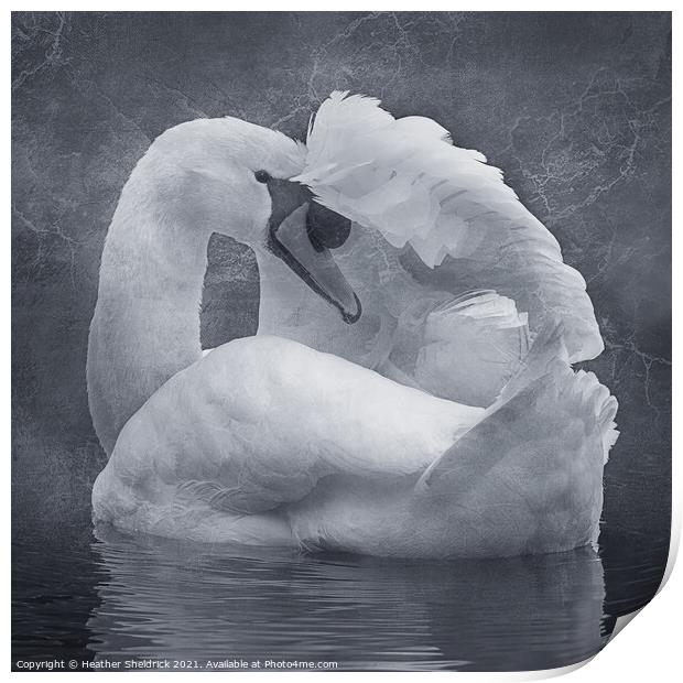 The Shy Swan Print by Heather Sheldrick