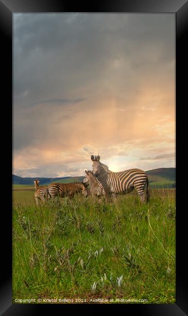 Herd of zebra's standing in the plains and savanna Framed Print by Kristof Bellens