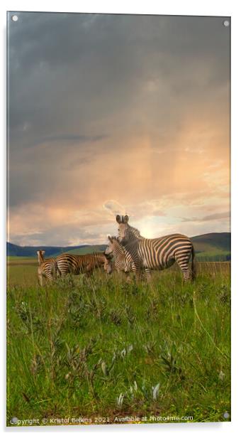 Herd of zebra's standing in the plains and savanna Acrylic by Kristof Bellens