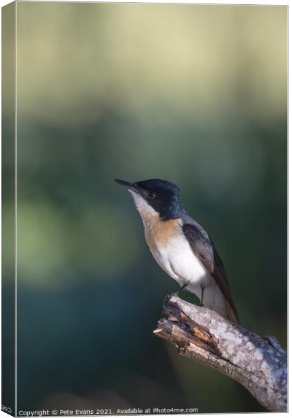 The Restless Flycatcher Canvas Print by Pete Evans