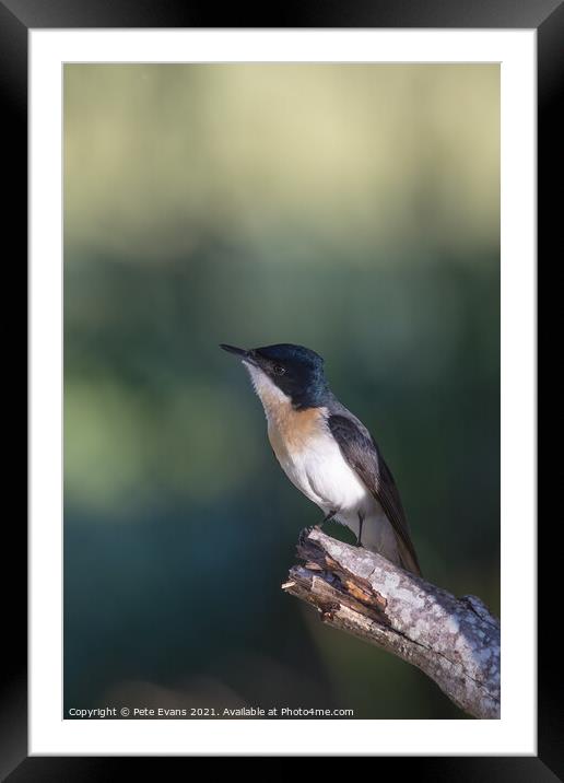 The Restless Flycatcher Framed Mounted Print by Pete Evans