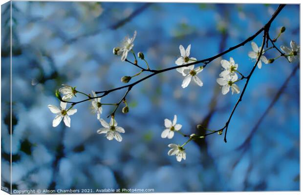 Cherry Blossom Sprig Canvas Print by Alison Chambers