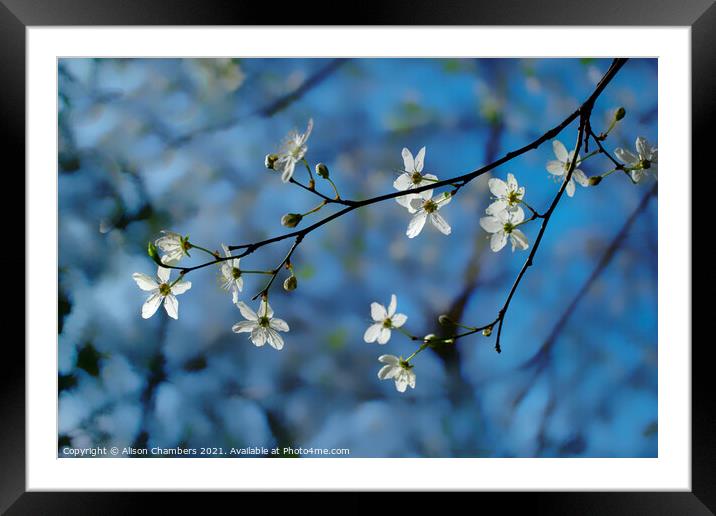 Cherry Blossom Sprig Framed Mounted Print by Alison Chambers