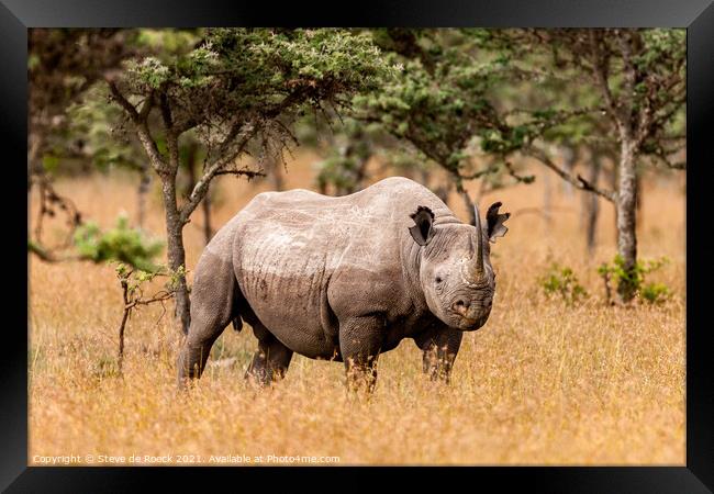 black rhinoceros or hook-lipped rhinoceros (Dicero Framed Print by Steve de Roeck