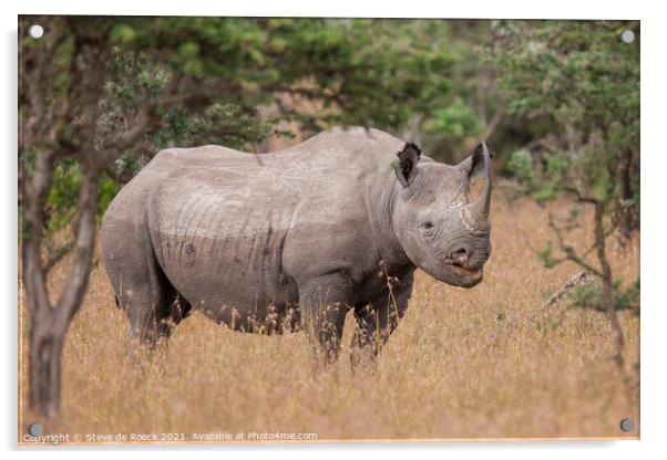Black Rhinoceros; Diceros Bicornis Acrylic by Steve de Roeck