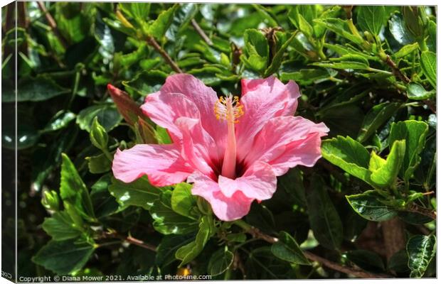 Pink Hibiscus Canvas Print by Diana Mower