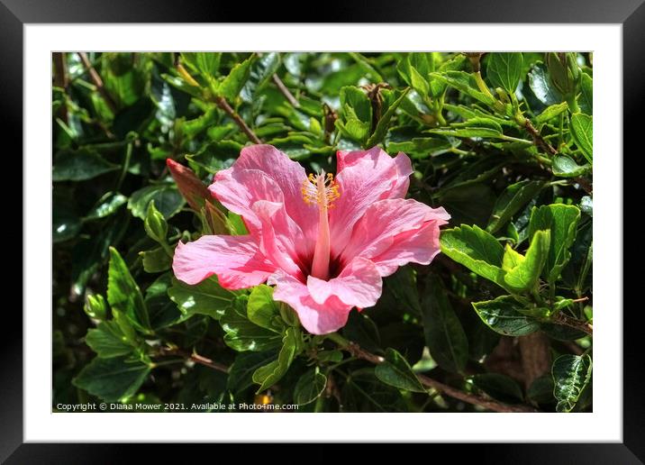 Pink Hibiscus Framed Mounted Print by Diana Mower