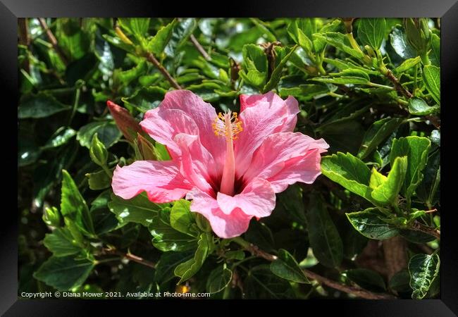 Pink Hibiscus Framed Print by Diana Mower