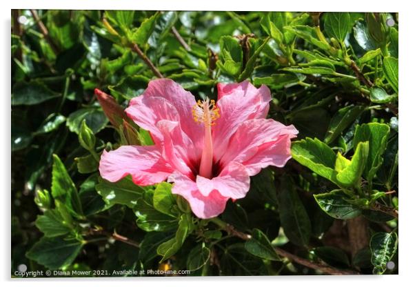 Pink Hibiscus Acrylic by Diana Mower
