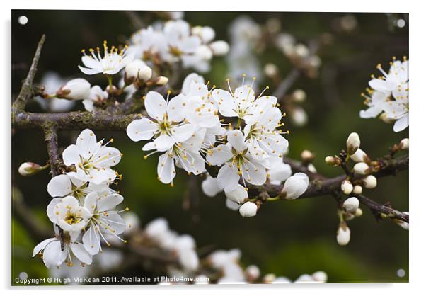 Blackthorn (Prunus spinosa) blossom Acrylic by Hugh McKean