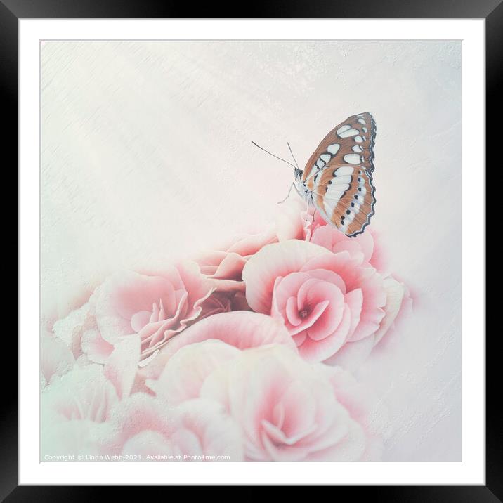 Butterfly on Begonia in a Butterfly House in fine  Framed Mounted Print by Linda Webb