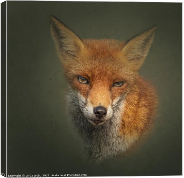 Red Fox Canvas Print by Linda Webb