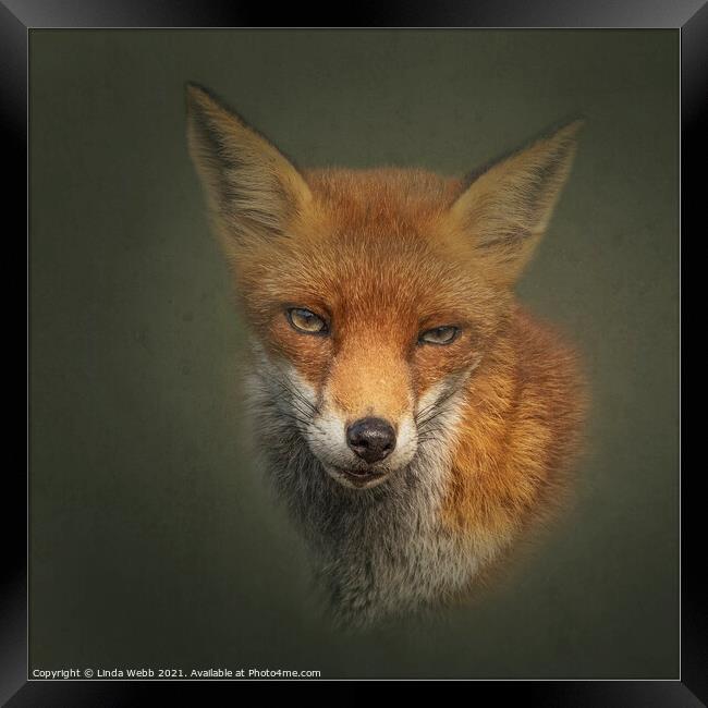 Red Fox Framed Print by Linda Webb