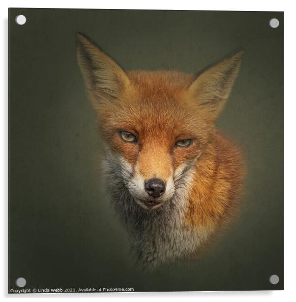 Red Fox Acrylic by Linda Webb