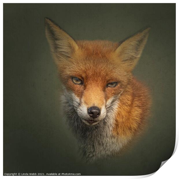 Red Fox Print by Linda Webb