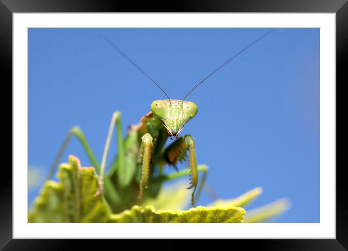 Praying Mantis on Leaf  Framed Mounted Print by Neil Overy