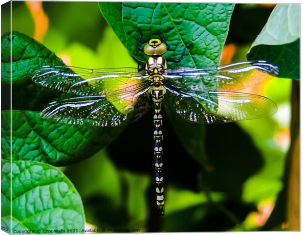 Southern Hawker dragonfly. Canvas Print by Clive Wells