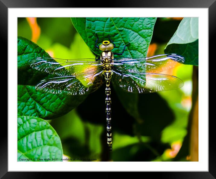 Southern Hawker dragonfly. Framed Mounted Print by Clive Wells