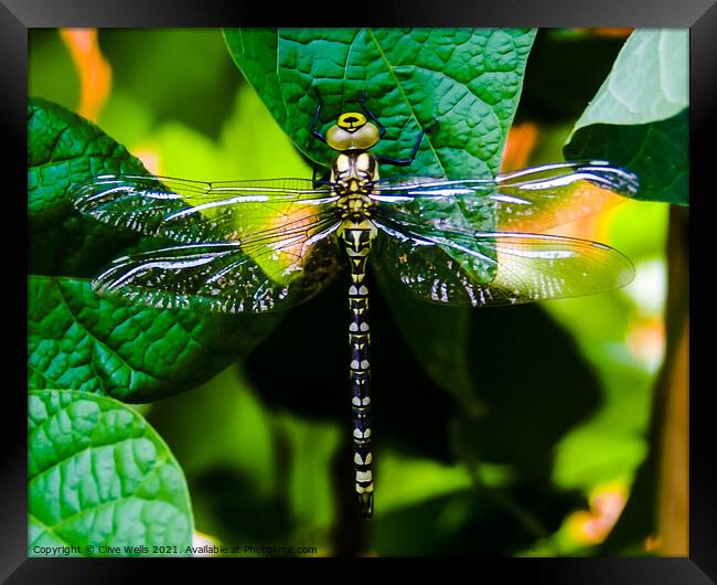 Southern Hawker dragonfly. Framed Print by Clive Wells