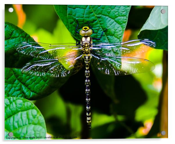 Southern Hawker dragonfly. Acrylic by Clive Wells