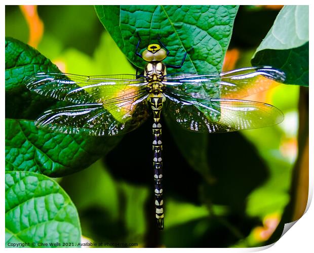 Southern Hawker dragonfly. Print by Clive Wells