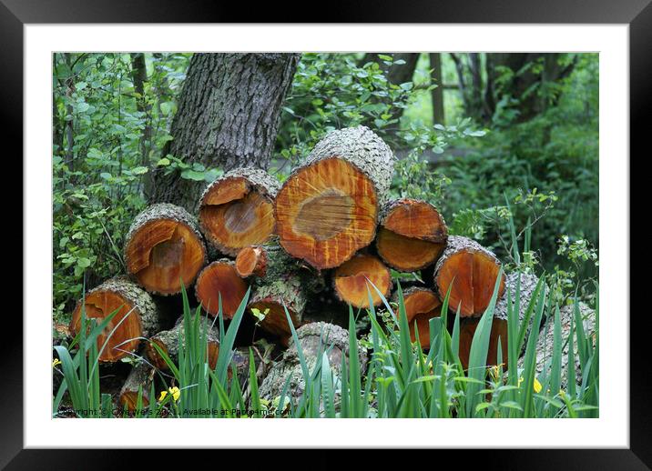 Woodpile Framed Mounted Print by Clive Wells