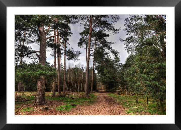 A Walk with the Pines  Framed Mounted Print by Jon Fixter