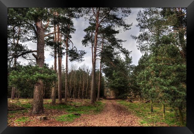 A Walk with the Pines  Framed Print by Jon Fixter