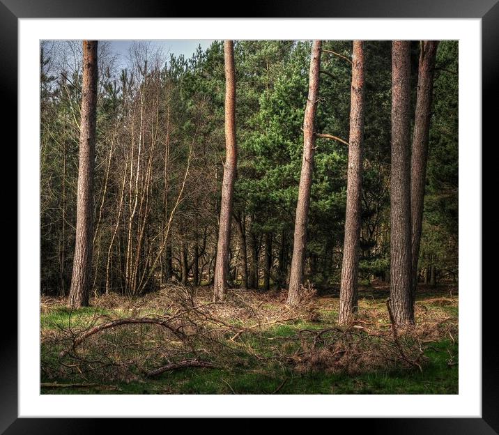 woodland Pines  Framed Mounted Print by Jon Fixter