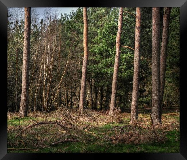 woodland Pines  Framed Print by Jon Fixter